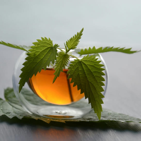 A clear glass teacup filled with tea is surrounded by fresh green nettle leaves, conveying a natural, refreshing vibe against a soft gray background.